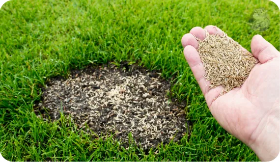 dosiewanie trawy w miejscach ubytków na trawniku